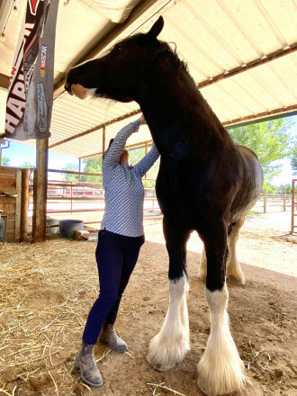 HorseID: 2312922 Brand Valley’s Sir Axle - PhotoID: 1098209