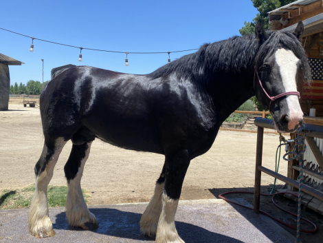 HorseID: 2312922 Brand Valley’s Sir Axle - PhotoID: 1098210