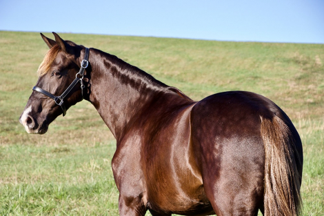 HorseID: 2312929 TR’S Rocky - PhotoID: 1098223