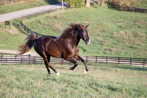 HorseID: 2312929 TR’S Rocky - PhotoID: 1098224