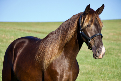 HorseID: 2312929 TR’S Rocky - PhotoID: 1098225