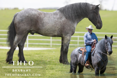 HorseID: 2312930 Theo - PhotoID: 1098226
