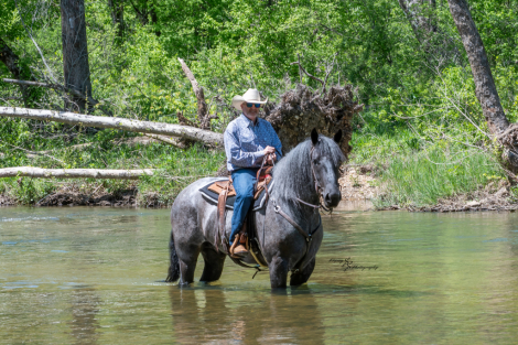 HorseID: 2312930 Theo - PhotoID: 1098227