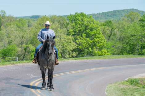 HorseID: 2312930 Theo - PhotoID: 1098228