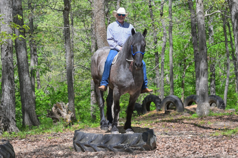 HorseID: 2312930 Theo - PhotoID: 1098229