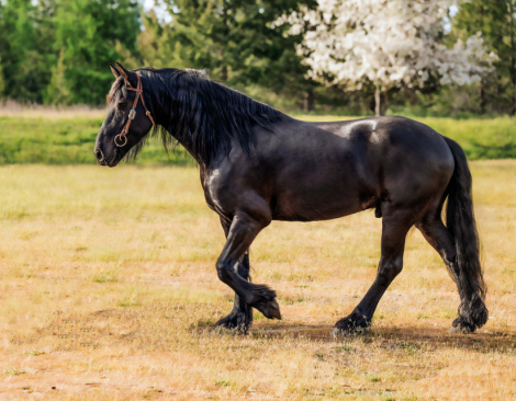HorseID: 2312935 Drago - PhotoID: 1098233