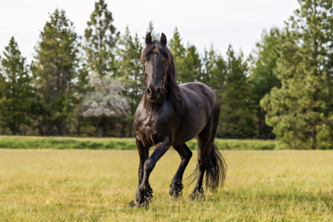 HorseID: 2312935 Drago - PhotoID: 1098234