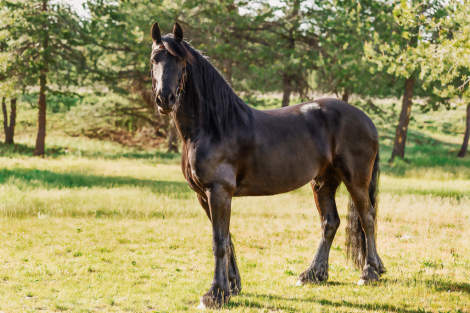 HorseID: 2312935 Drago - PhotoID: 1098235