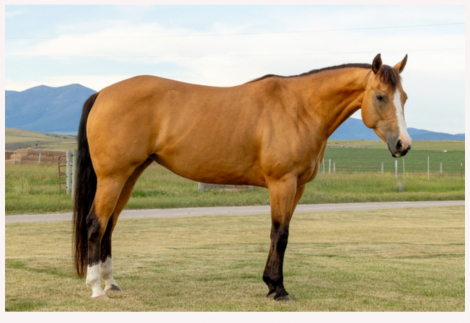 HorseID: 2312951 Toddy’s Last Shine - PhotoID: 1098241