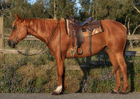 HorseID: 2312952 Prima - PhotoID: 1098242