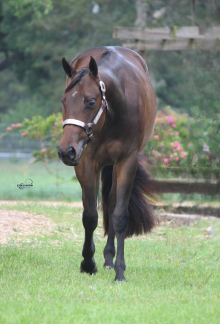 HorseID: 2312960 IM LAZYS GIRL - PhotoID: 1098247