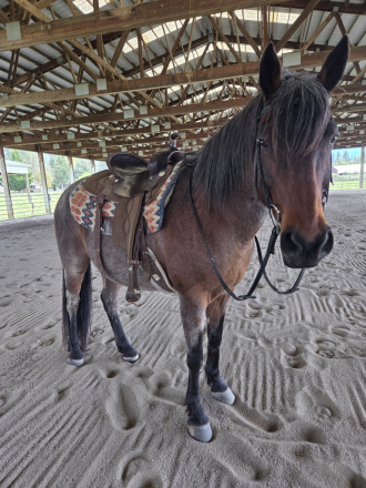 HorseID: 2312963 Primo - PhotoID: 1098250
