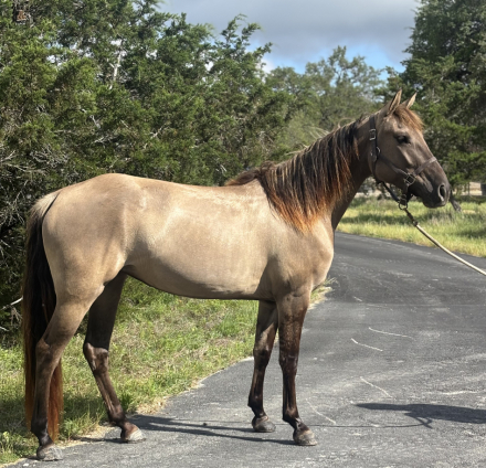 HorseID: 2312966 Duns got it all’s ar girl sc - PhotoID: 1098252
