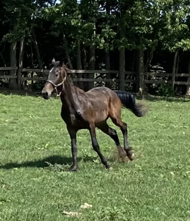 HorseID: 2312967 Thomas Shelby OBEMP - PhotoID: 1098254