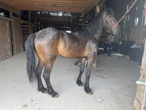 HorseID: 2312967 Thomas Shelby OBEMP - PhotoID: 1098925