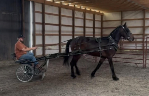 HorseID: 2312967 Thomas Shelby OBEMP - PhotoID: 1098926