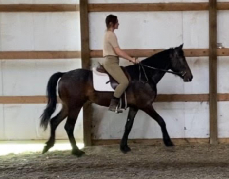HorseID: 2312967 Thomas Shelby OBEMP - PhotoID: 1098927