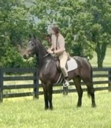 HorseID: 2312967 Thomas Shelby OBEMP - PhotoID: 1098928