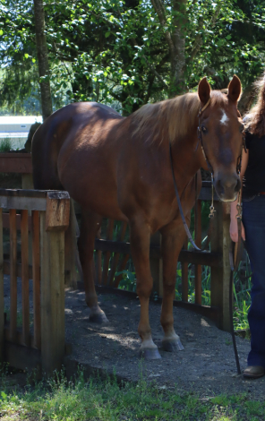 HorseID: 2312971 Doc Flip Bars - PhotoID: 1098256