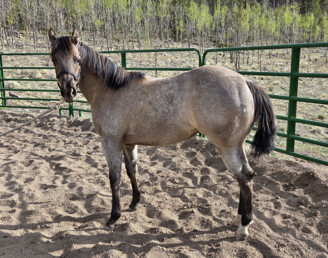 HorseID: 2312981 SKIP VALENTINE - PhotoID: 1098259