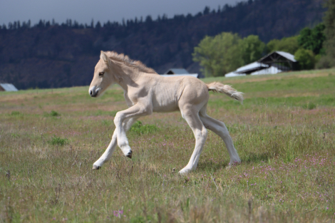 HorseID: 2312983 DD Thoren - PhotoID: 1098261
