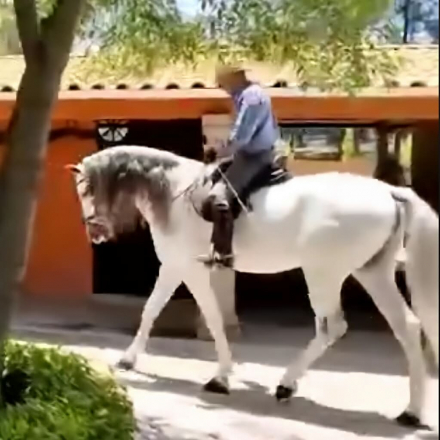 HorseID: 2312987 SIMPATICO - PhotoID: 1098266