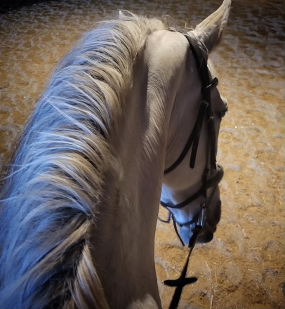 HorseID: 2312987 SIMPATICO - PhotoID: 1098267