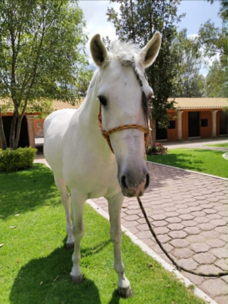 HorseID: 2312987 SIMPATICO - PhotoID: 1098268