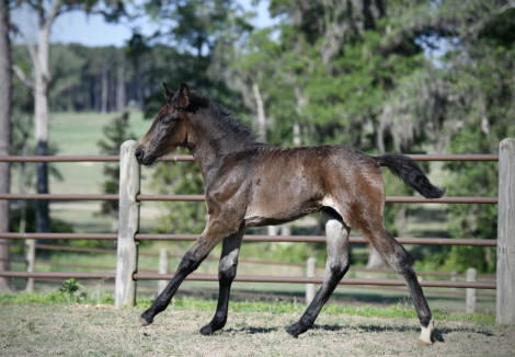 HorseID: 2313004 McCurdy's Rain Dance - PhotoID: 1098298