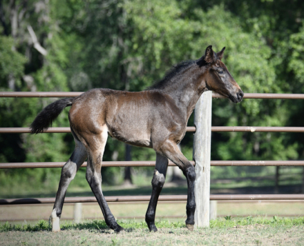 HorseID: 2313004 McCurdy's Rain Dance - PhotoID: 1098299