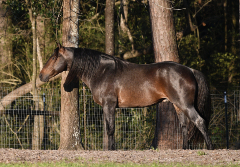 HorseID: 2313004 McCurdy's Rain Dance - PhotoID: 1098300