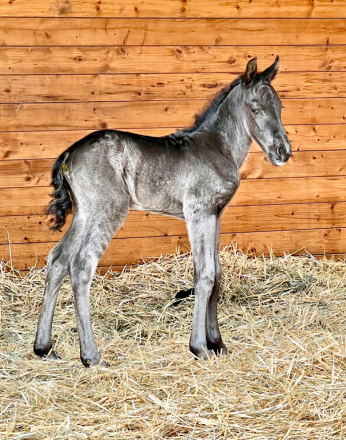 HorseID: 2313005 Riddick - PhotoID: 1098301