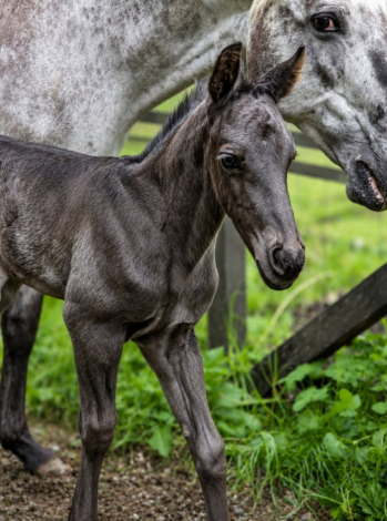 HorseID: 2313005 Riddick - PhotoID: 1098302