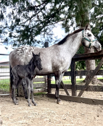 HorseID: 2313005 Riddick - PhotoID: 1098303