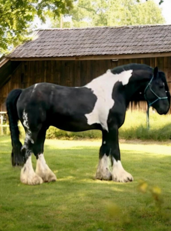 HorseID: 2313005 Riddick - PhotoID: 1098304