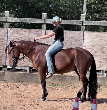 HorseID: 2313013 Atticus - PhotoID: 1098306
