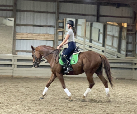 HorseID: 2313014 No Waiting - PhotoID: 1098355