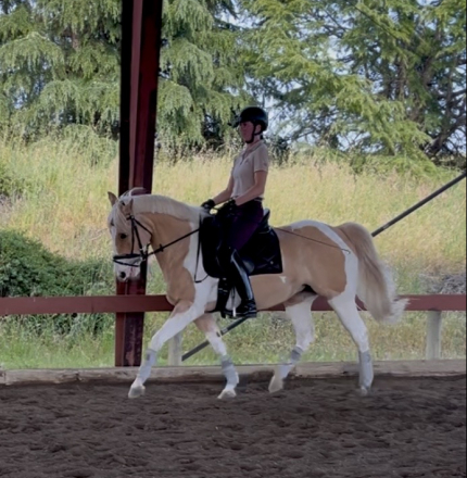 HorseID: 2313016 Peaches & Cream - PhotoID: 1098308
