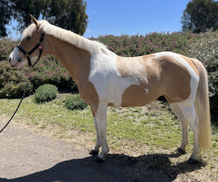 HorseID: 2313016 Peaches & Cream - PhotoID: 1098310