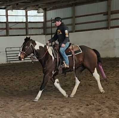 HorseID: 2313017 Lil Smokin Sizzle Cat - PhotoID: 1098312