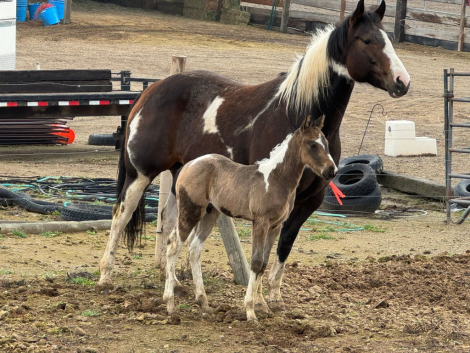 HorseID: 2313017 Lil Smokin Sizzle Cat - PhotoID: 1098313