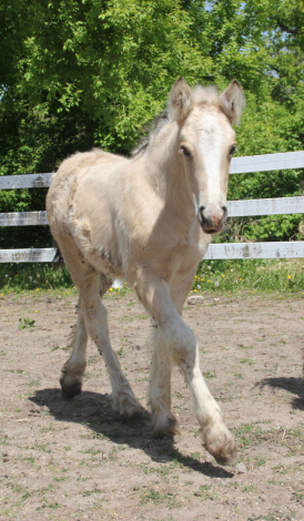 HorseID: 2313019 Adorable, Lovable, Sweet Buckskin Colt - PhotoID: 1098317