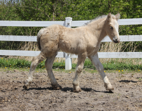HorseID: 2313019 Adorable, Lovable, Sweet Buckskin Colt - PhotoID: 1098318