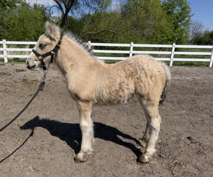 HorseID: 2313019 Adorable, Lovable, Sweet Buckskin Colt - PhotoID: 1098319