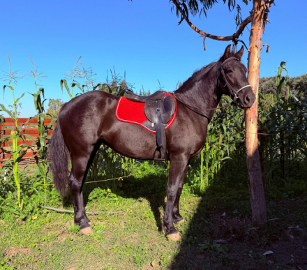 HorseID: 2313022 Noa - PhotoID: 1098327