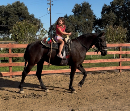 HorseID: 2313022 Noa - PhotoID: 1098328