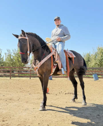 HorseID: 2313022 Noa - PhotoID: 1098329