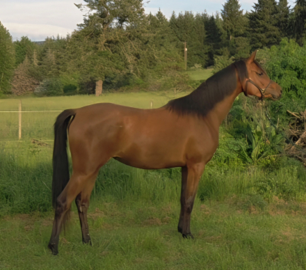 HorseID: 2313024 Encore Versashe - PhotoID: 1098331