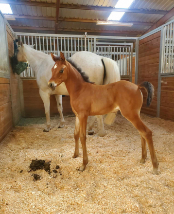 HorseID: 2313024 Encore Versashe - PhotoID: 1098332