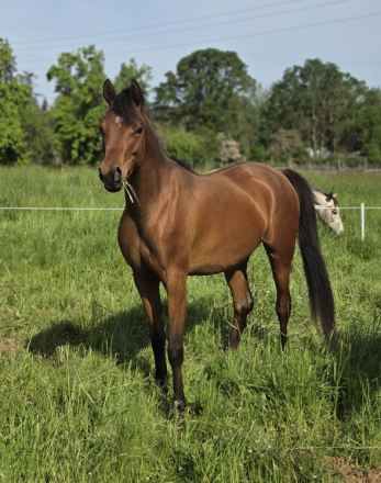 HorseID: 2313024 Encore Versashe - PhotoID: 1098333